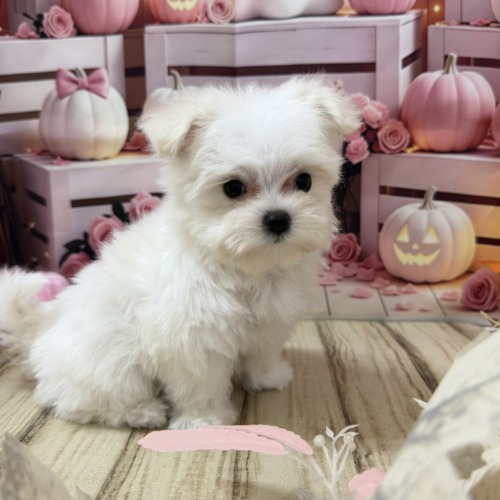 子犬