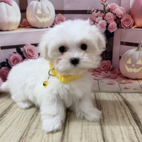 子犬