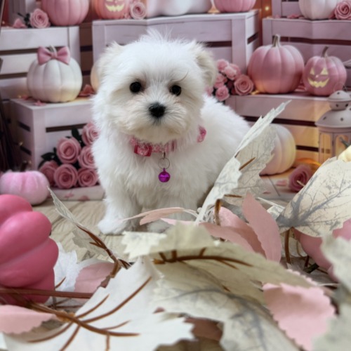子犬