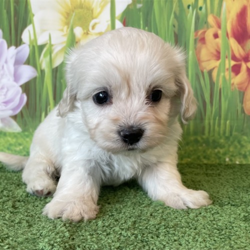 子犬