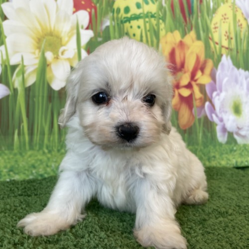 子犬