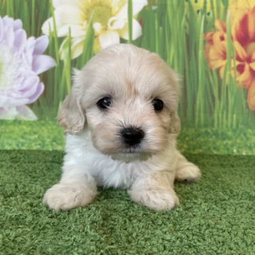 子犬