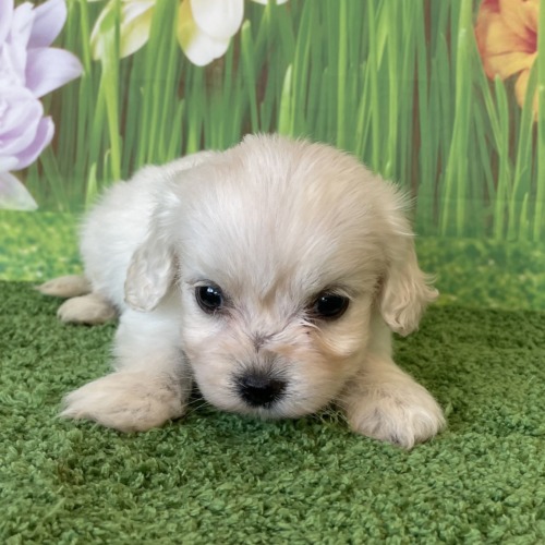 子犬
